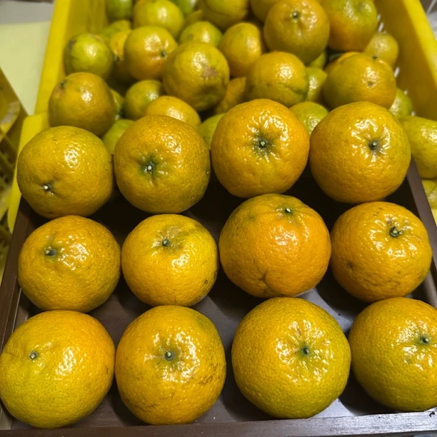 【新会柑鲜果】2025年新会小冈新鲜现摘晒陈皮专用