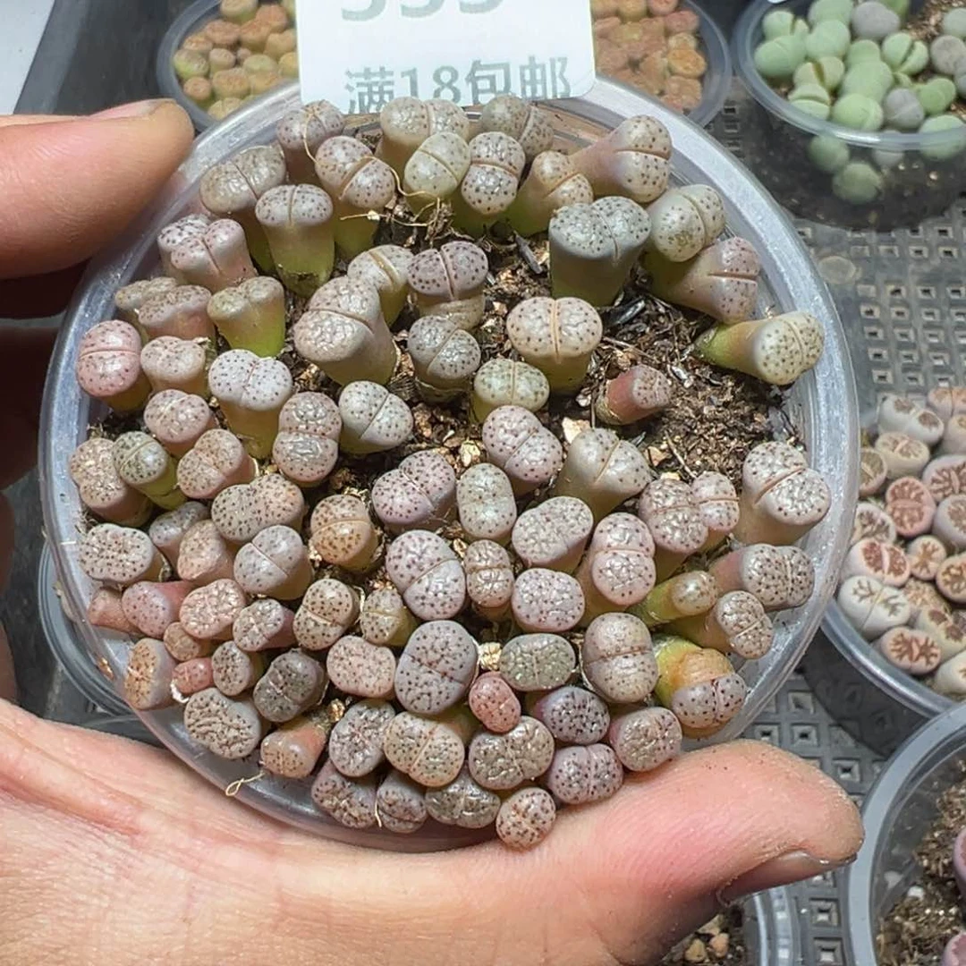 【闪购商品】 353。