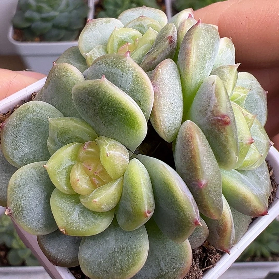 三头大荔枝。