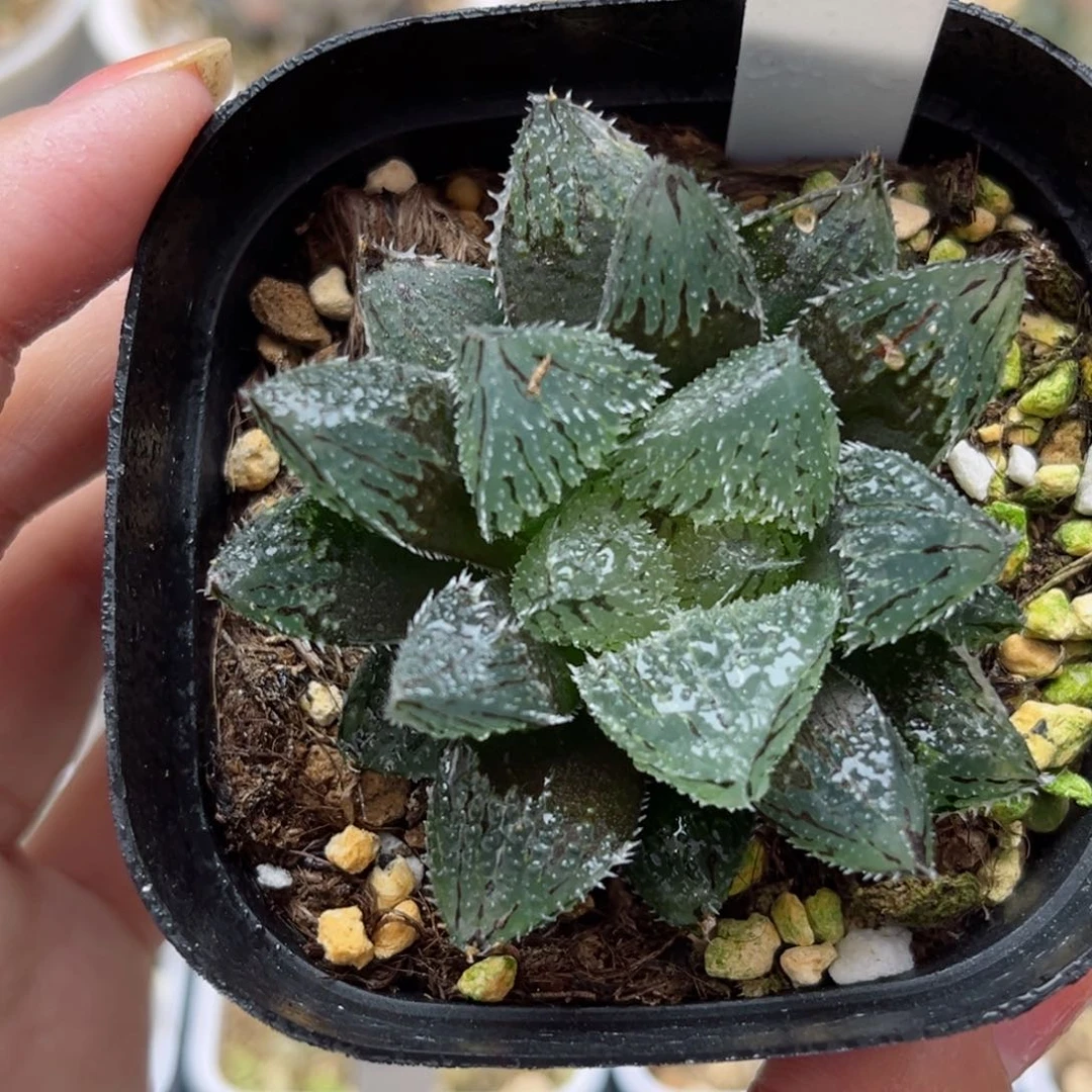 722魔刺哈哈哈哈哈哈哈