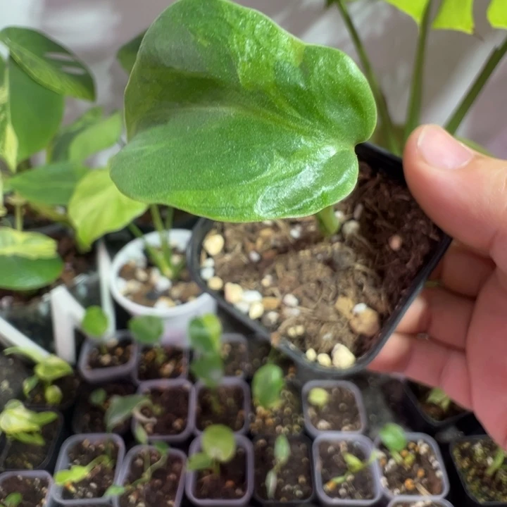 咸***滋完全开放龟背竹种苗