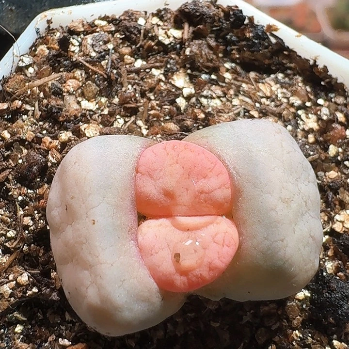 生石花233:：。  335