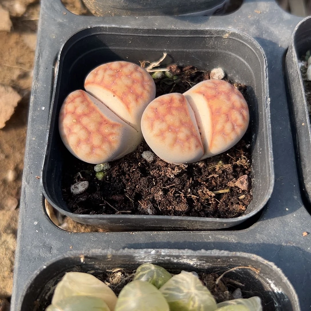 多肉植物多肉植物