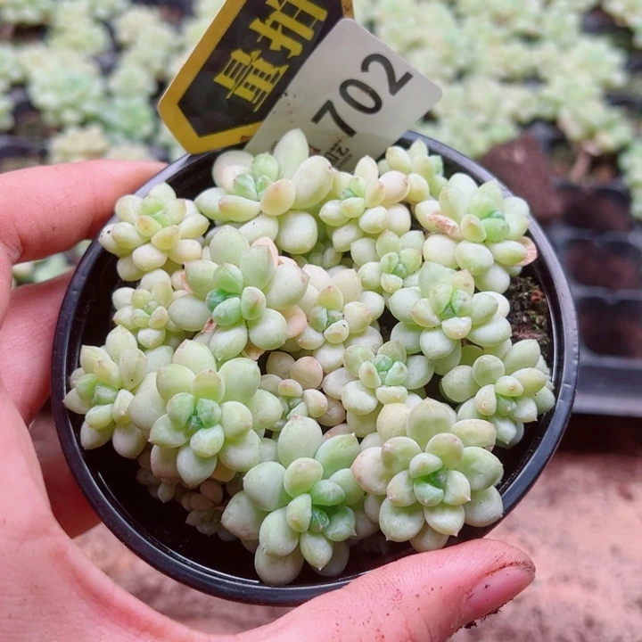 多肉植物多肉植物