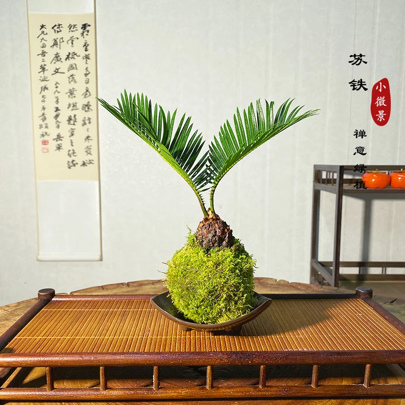 【宏展】苏铁老桩新中式禅意绿植懒人新手好养