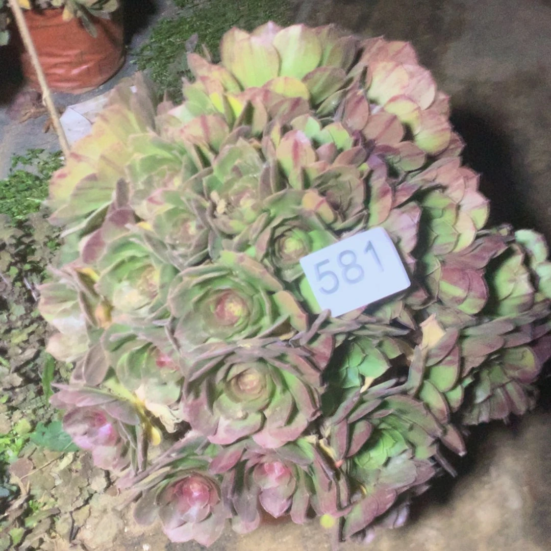 引****想581花月夜多肉植物