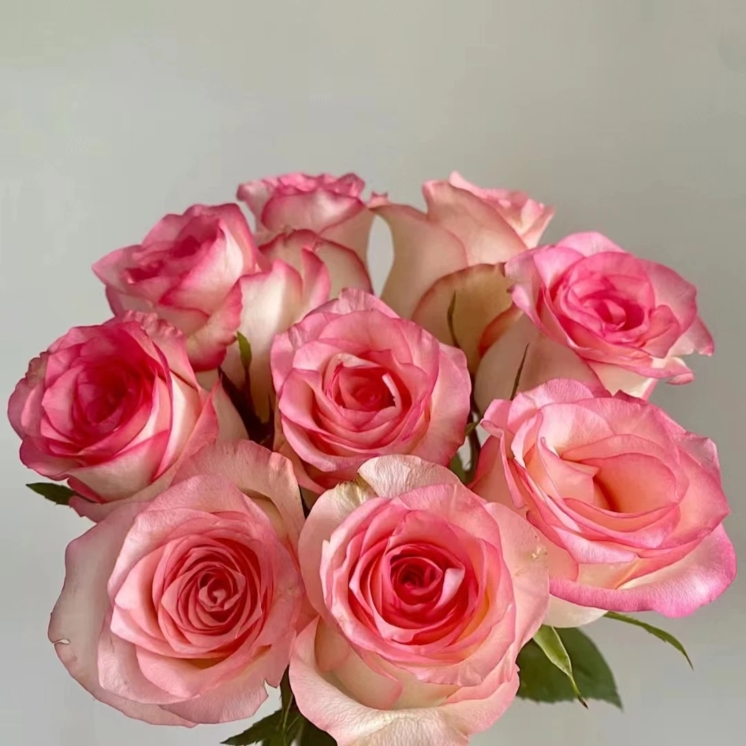 艾莎单头玫瑰20支装【零度以下不拍保温棉不售后】