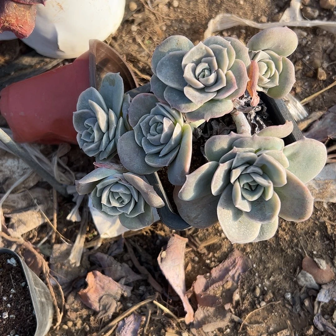 多肉植物福利多肉吗