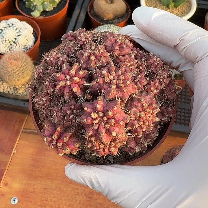 冷***姐海神仙人球仙人球123