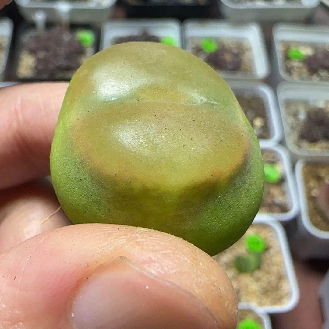 2.5漂亮多肉植物482