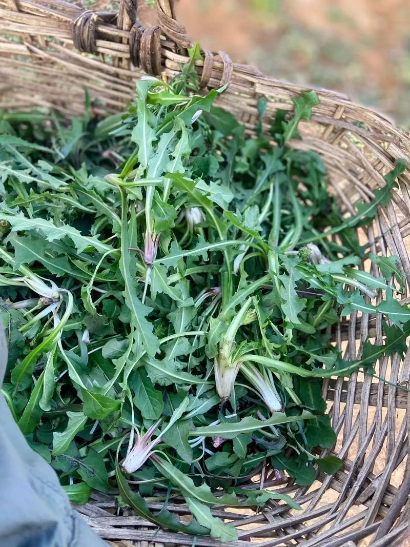 （黄土米妹苗苗）蒲公英干