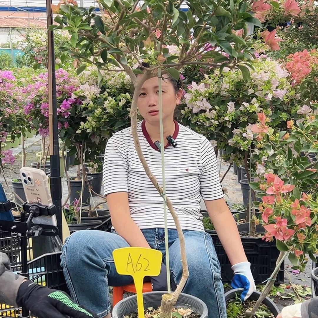 昨***辰大部分花苞少量开放A62卡亚塔