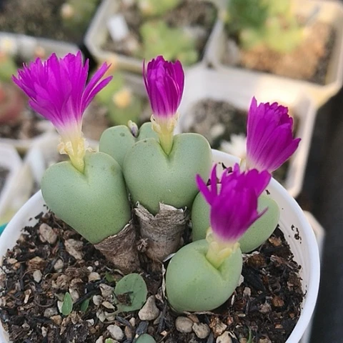 多肉肉锥 紫花元宝