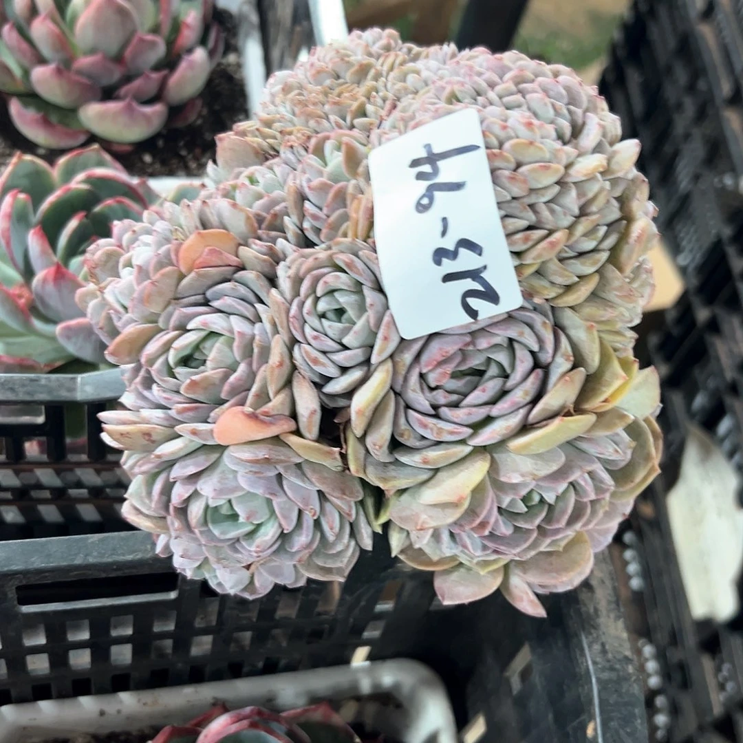 熊****茶213-94纯爱缀化多肉顺丰