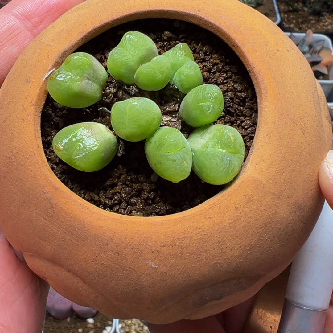 粉体枣玲玉多肉植物