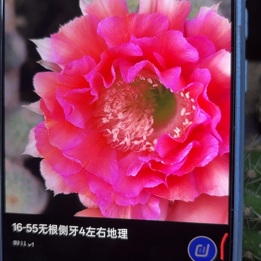 16-55无根侧牙四公分46