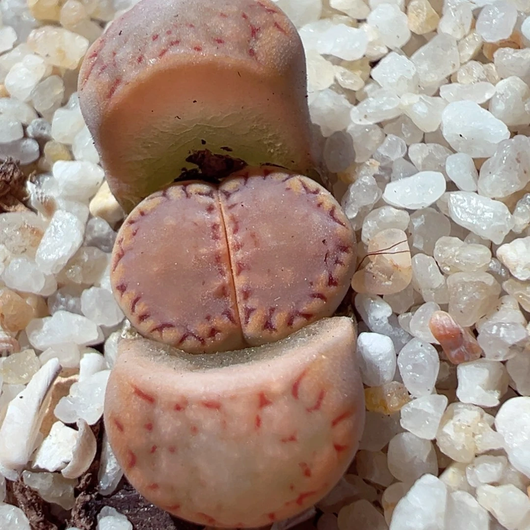 209-118.糖霜.6多肉