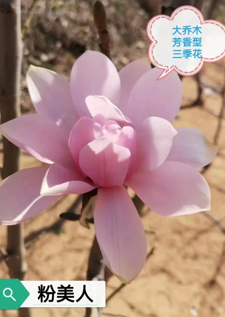 大花粉美人玉兰花特浓香春夏秋三季开花可盆栽地栽