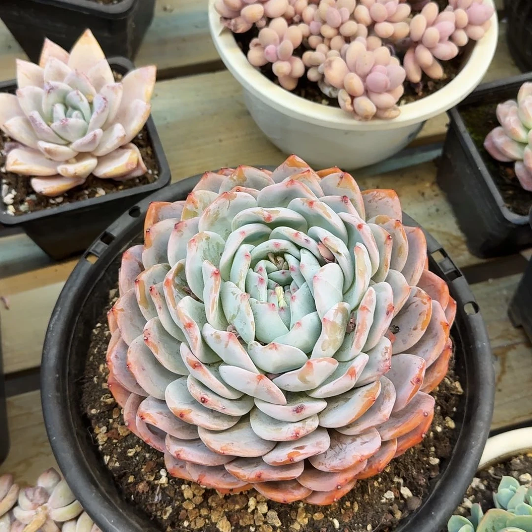 多肉植物一物一拍