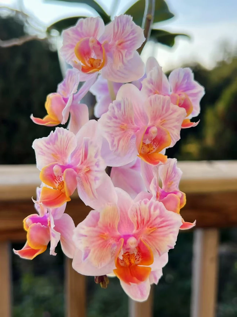 【仙女蝴蝶兰1花剑】带花剑蝴蝶兰开花巨好看