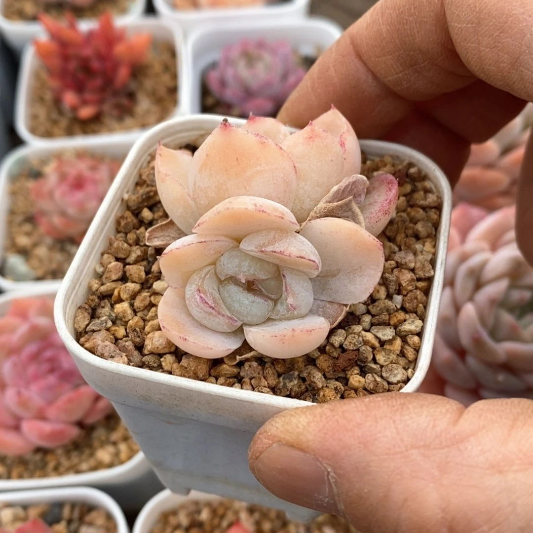 精品多肉一物一拍不包整130