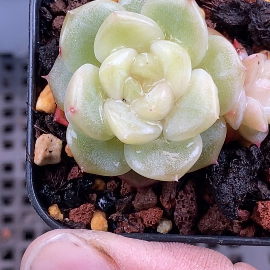 天官赐福百无禁忌