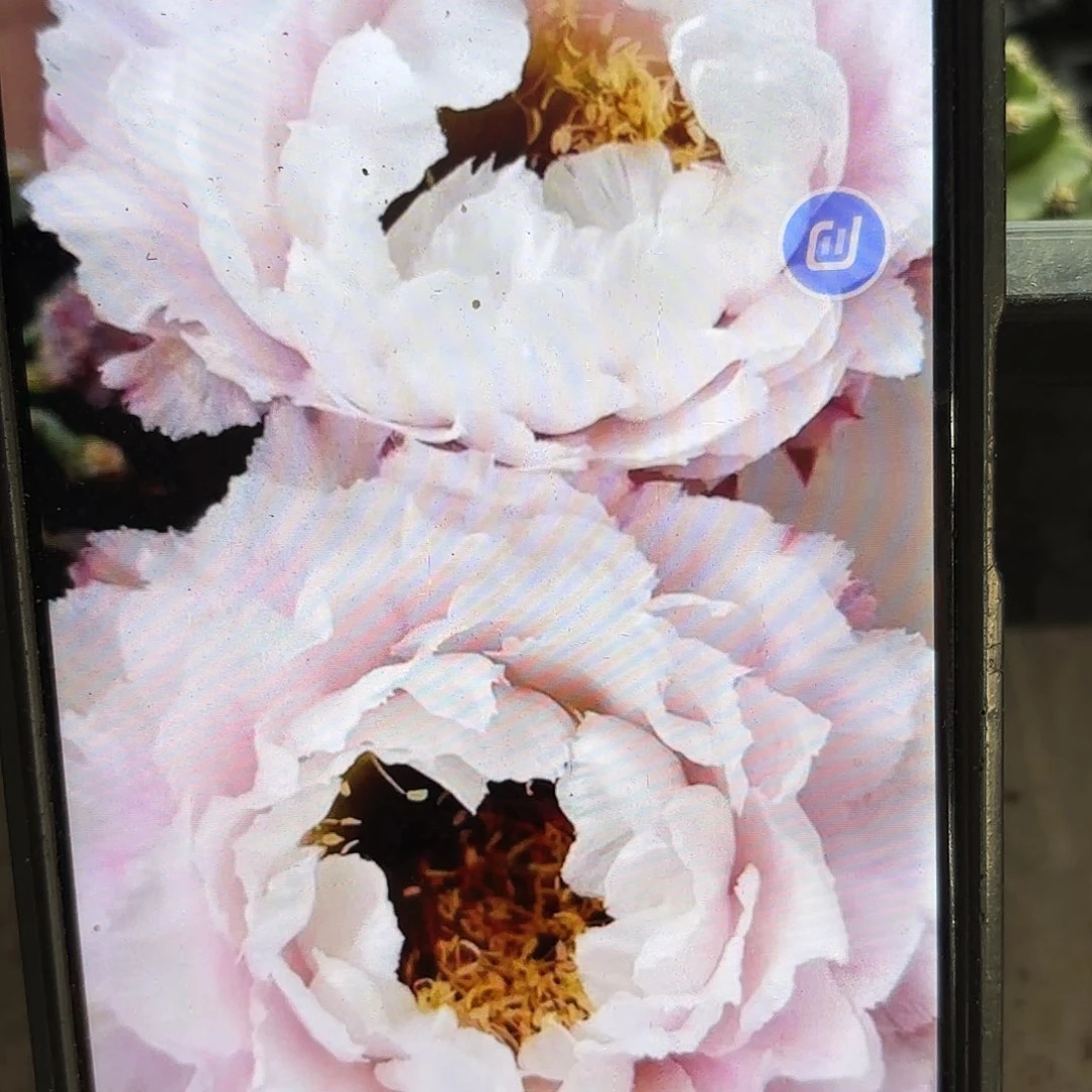 黑美人彩侧牙20包邮仙人球35