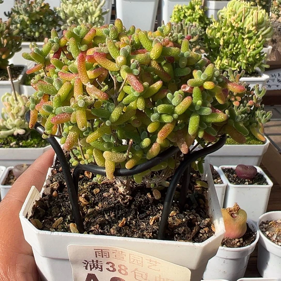 枝干番杏多肉蜜橘糖球一物一拍19-297