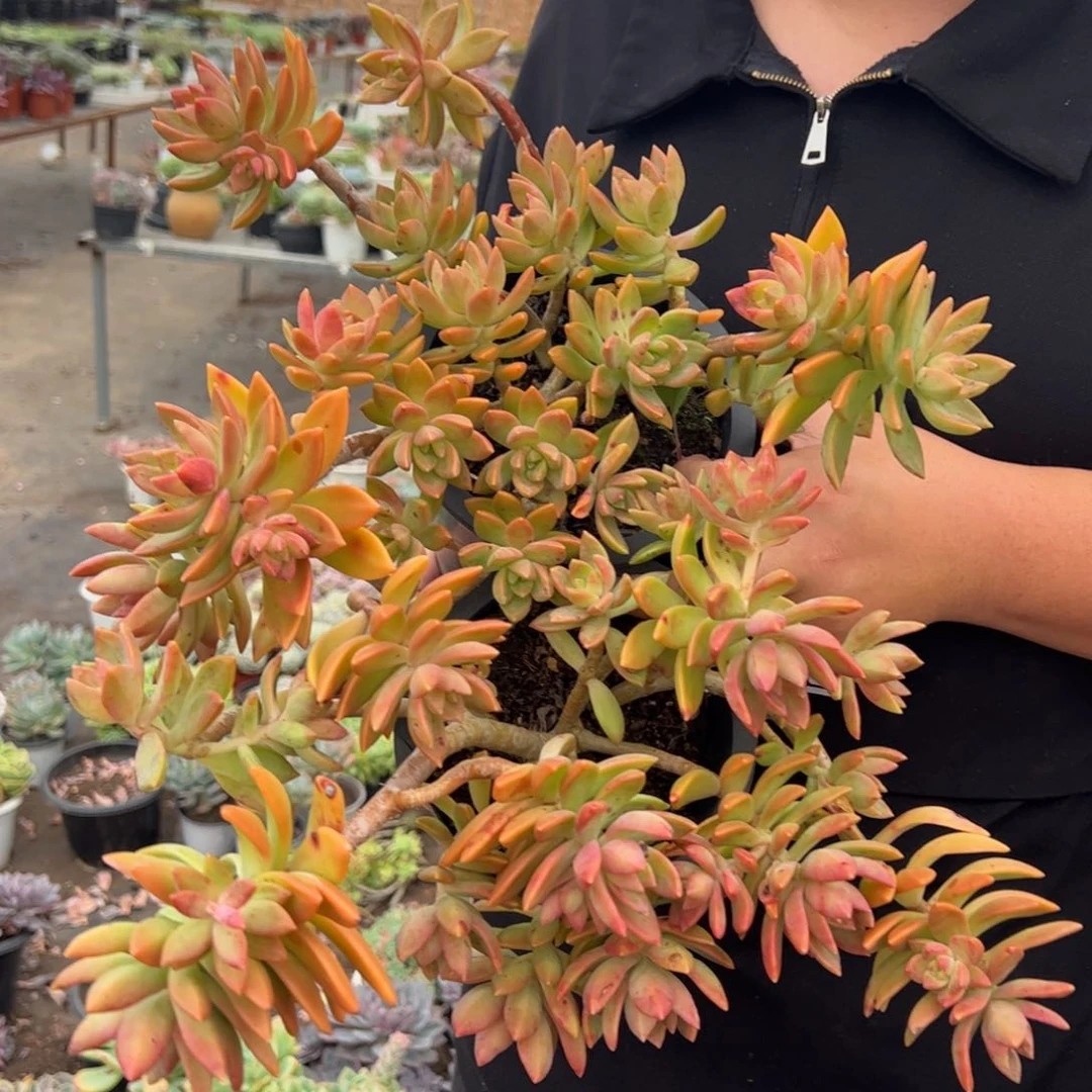 黄金布丁两盆，有斑点正常