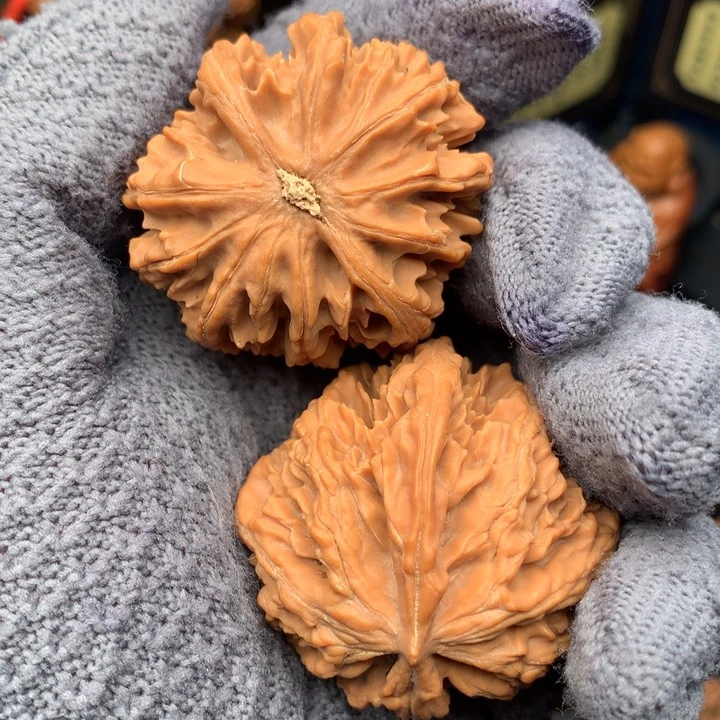 41尺秦岭野生灯笼狮子头