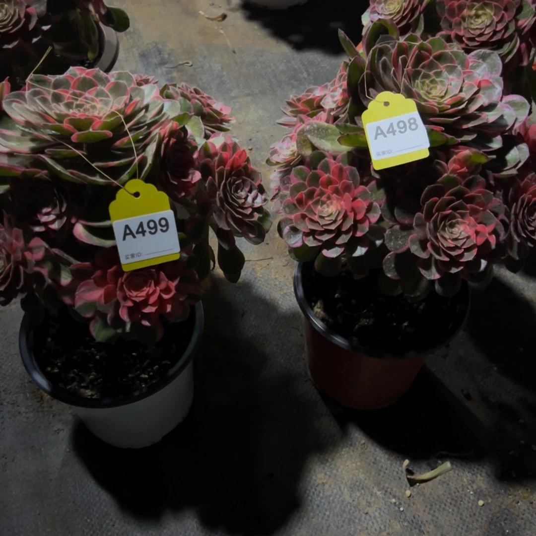 无花朵女*氓498,499黑魔锦法师