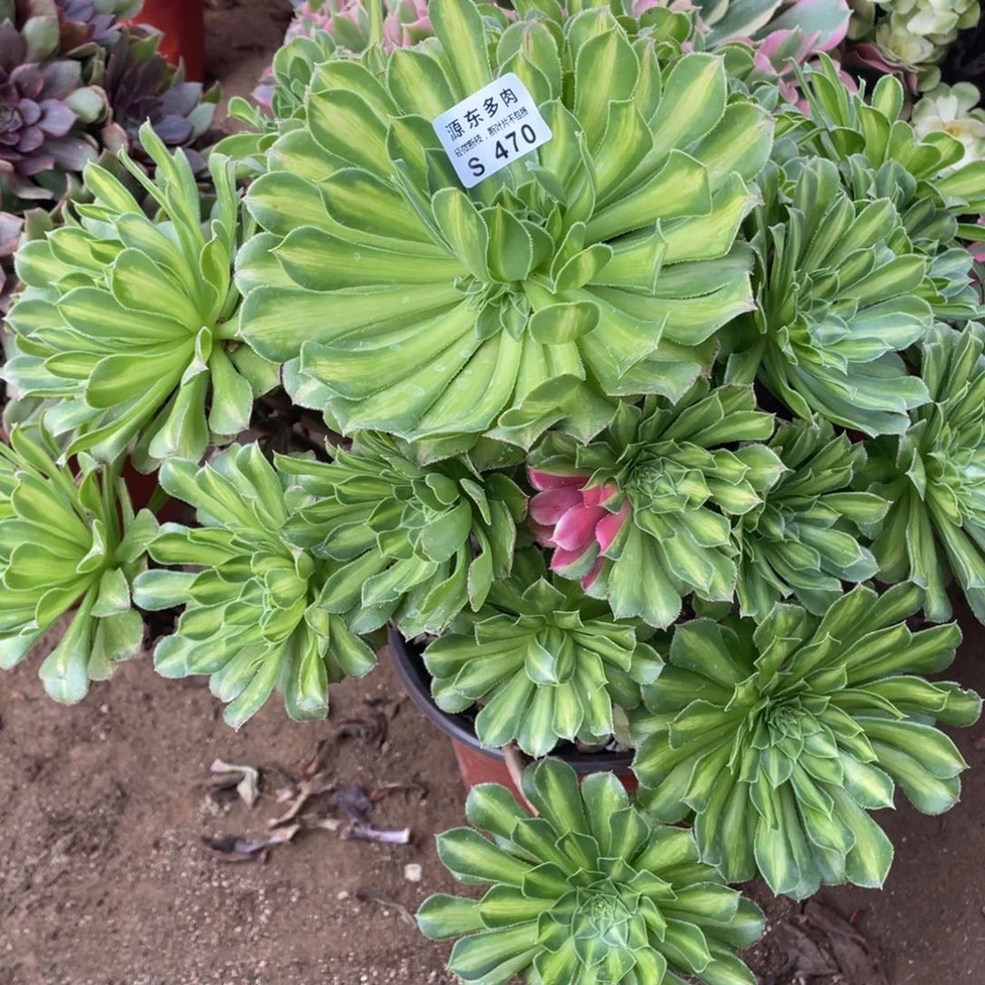 470绿知否多肉法师断枝不包