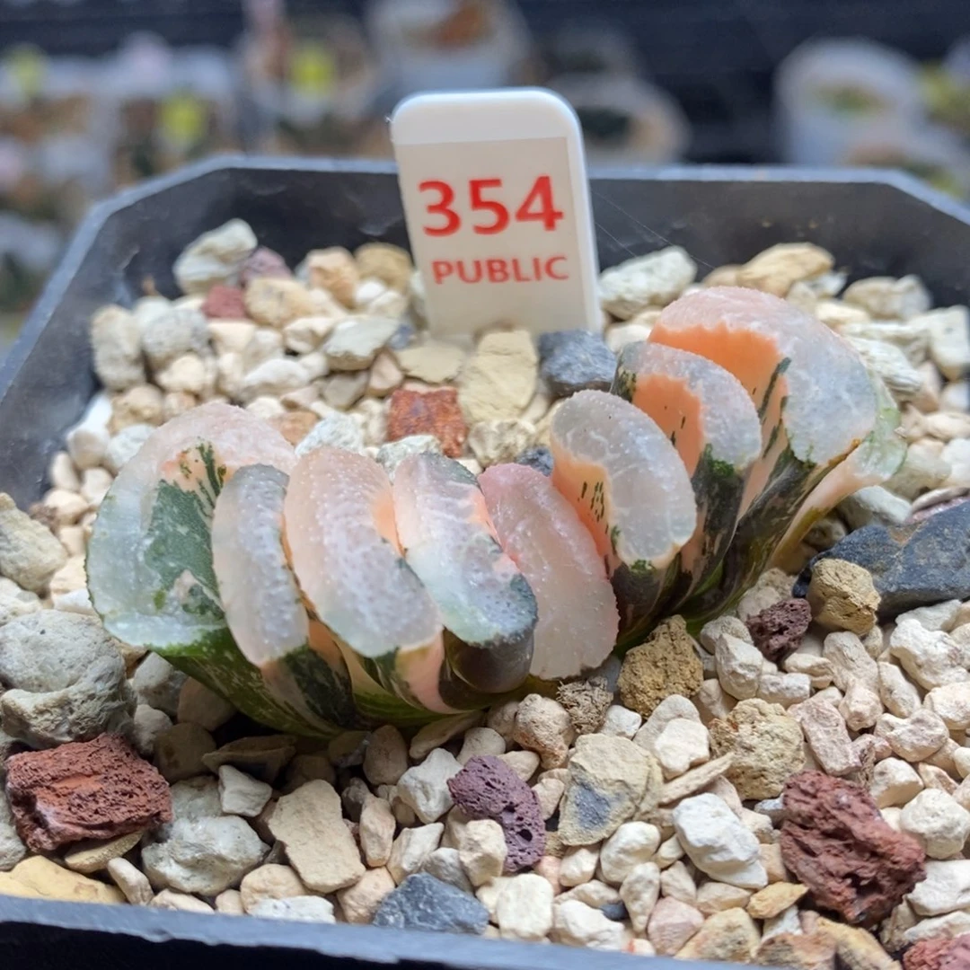 354号浮藻玉扇锦多肉