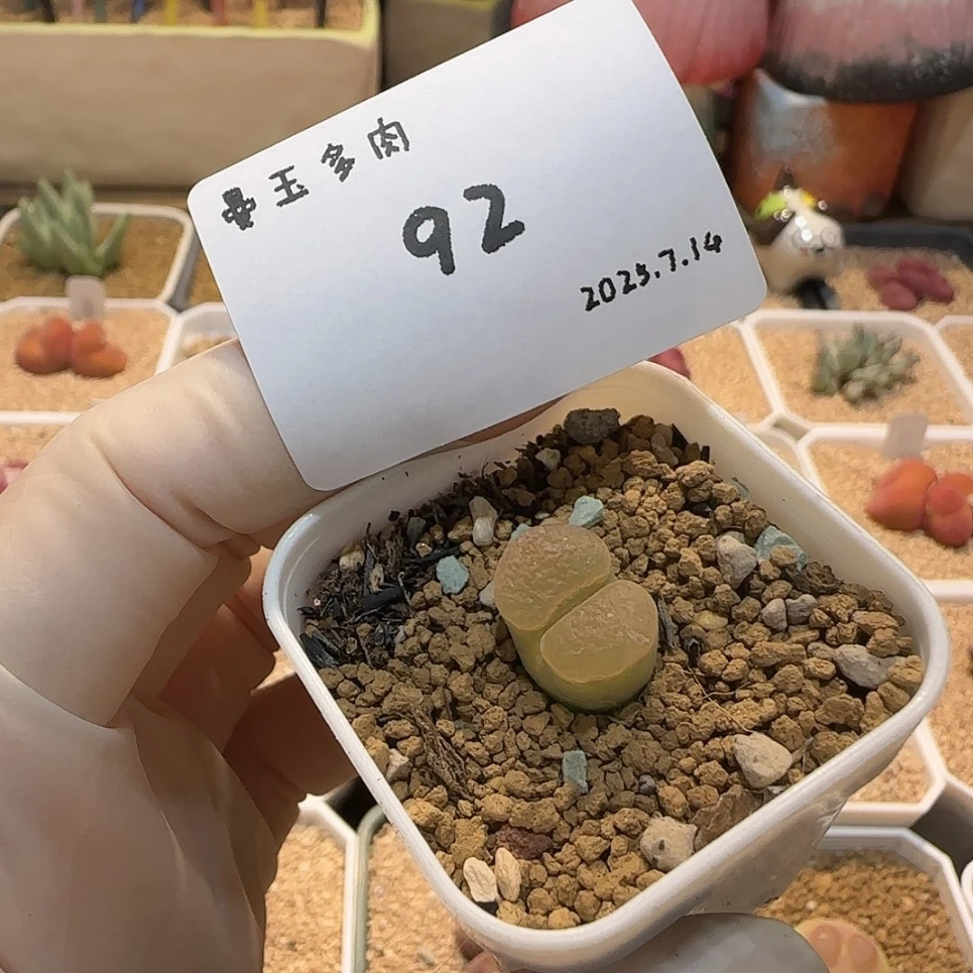 遇***好多肉多肉多肉7.14-092