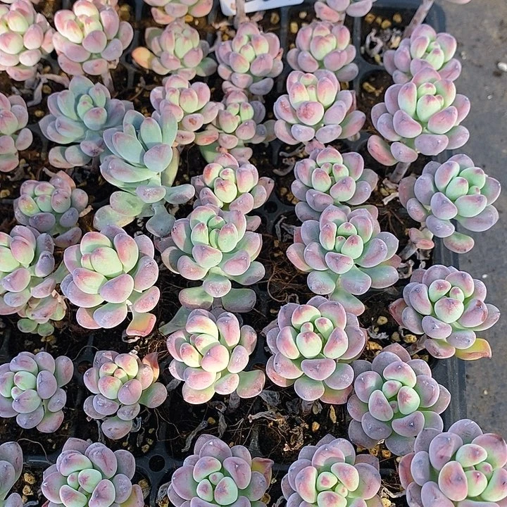 257-258 多肉植物组合盆栽植物