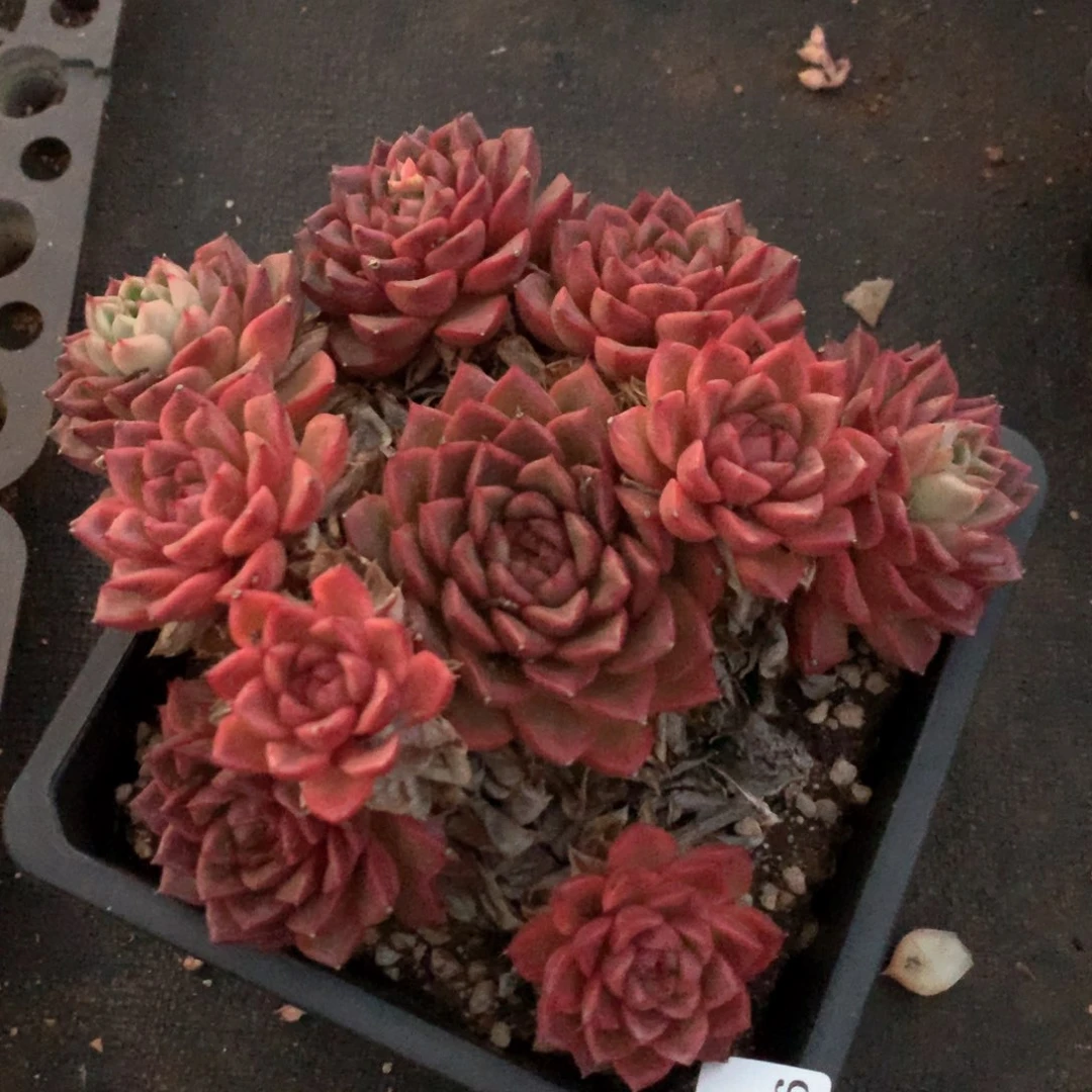 3846杂交多肉植物基地