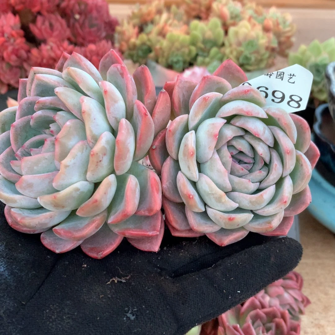 2698杂交多肉植物
