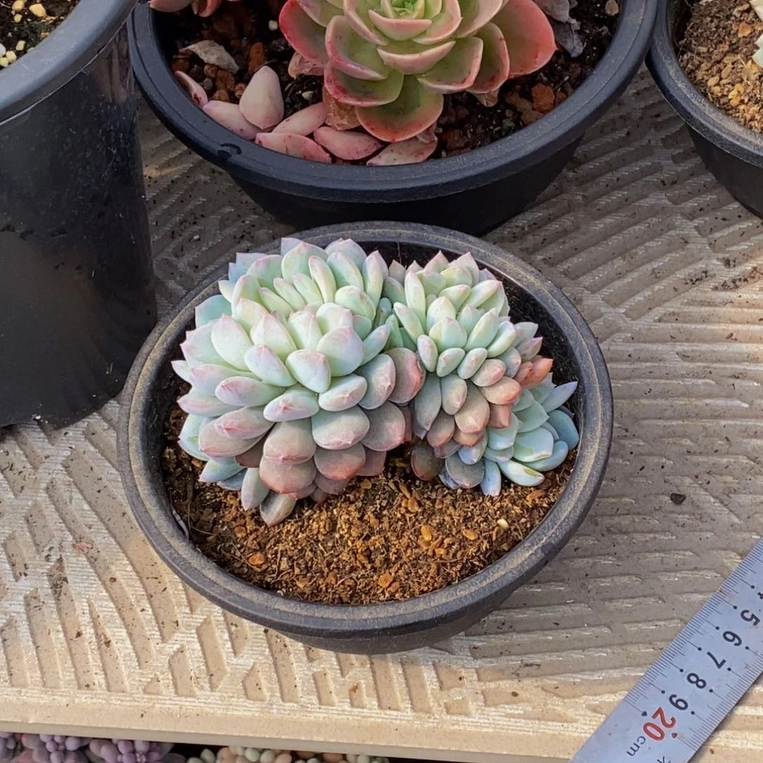 用****048包邮一物一拍多肉植物