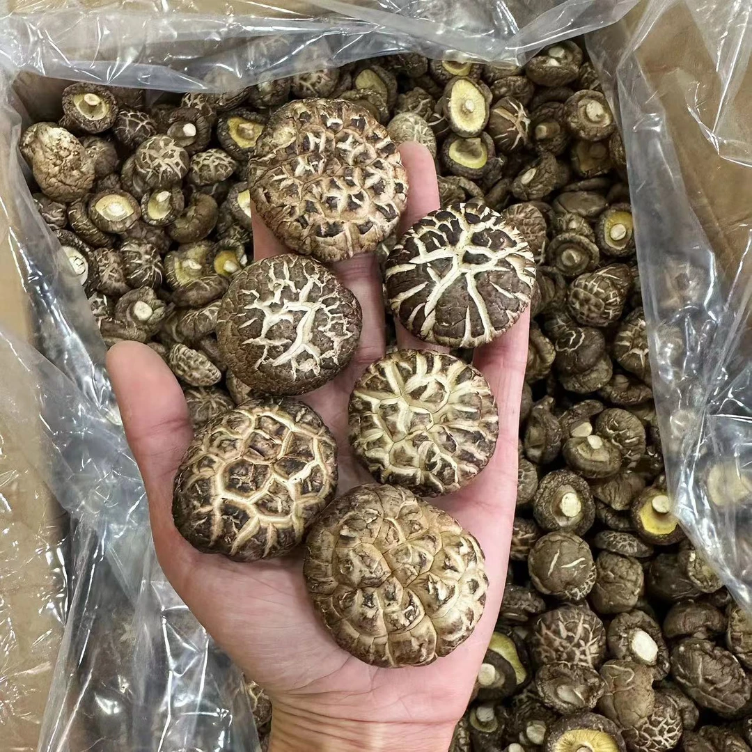 香菇花菇干货500g新鲜营养香菇冬菇菌菇新鲜干蘑菇