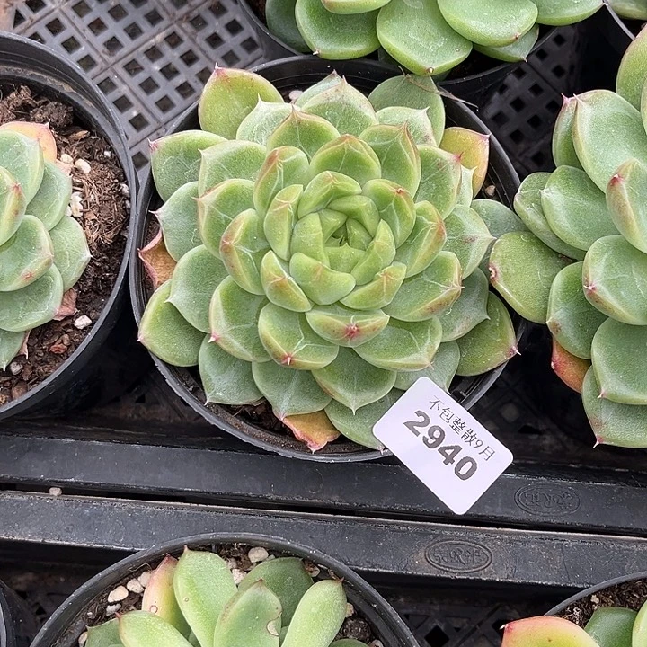 阿雅园艺。          2940钻石珍妮