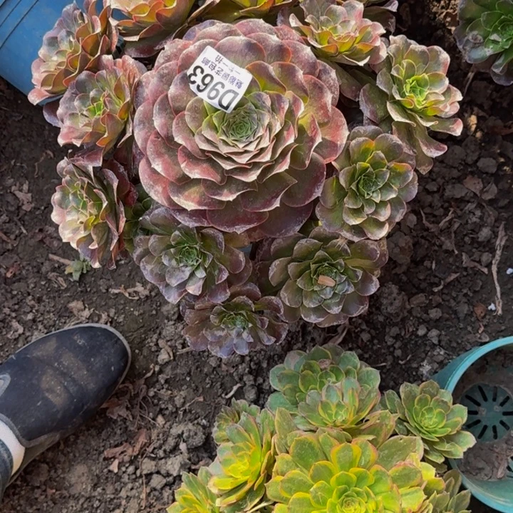 梅金花30-18包邮花花万紫千红一