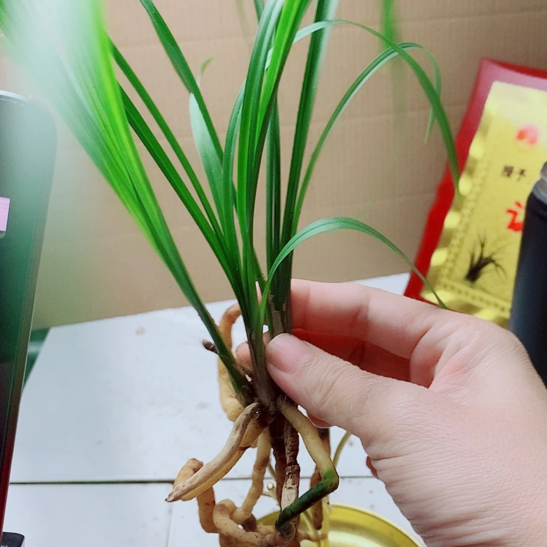 当前无花栽培后可以开花冰