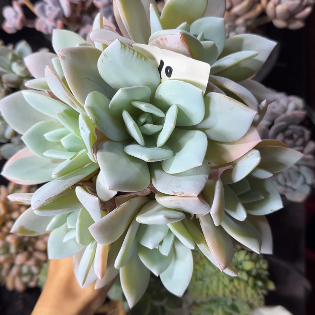 白茶7头捧花一物一拍10