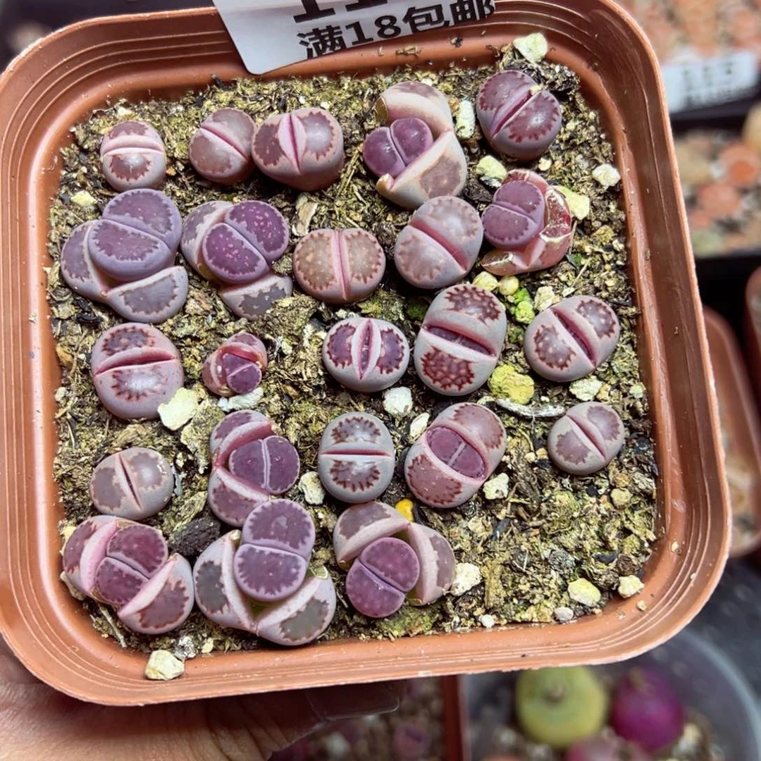 【闪购商品】 116.