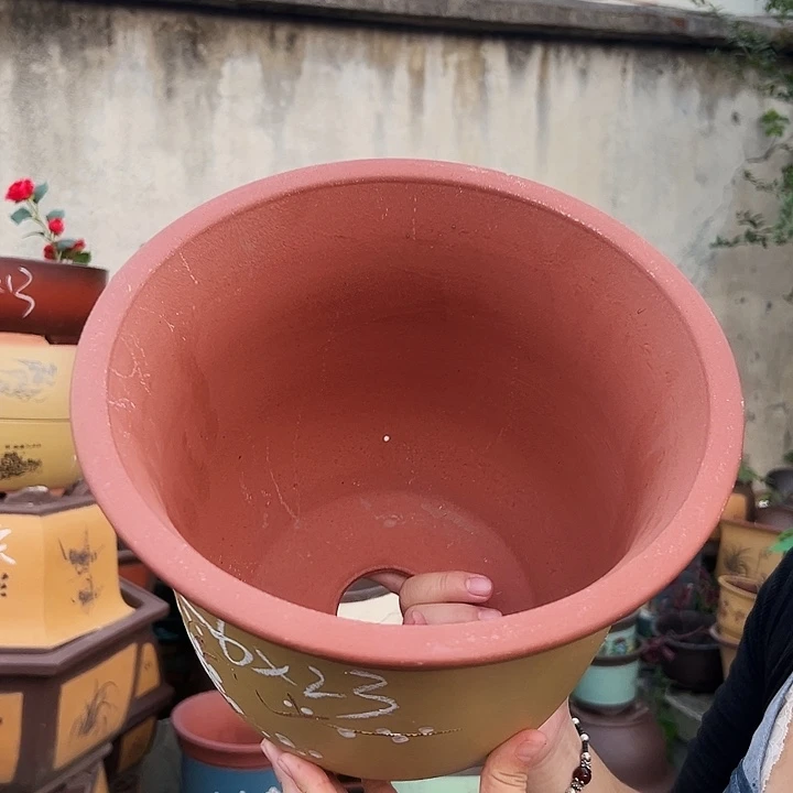 26黄金钟点菜花盆花盆