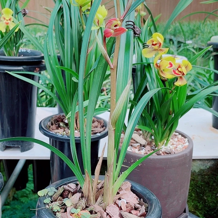 收***匠完全开放一物一拍漂亮