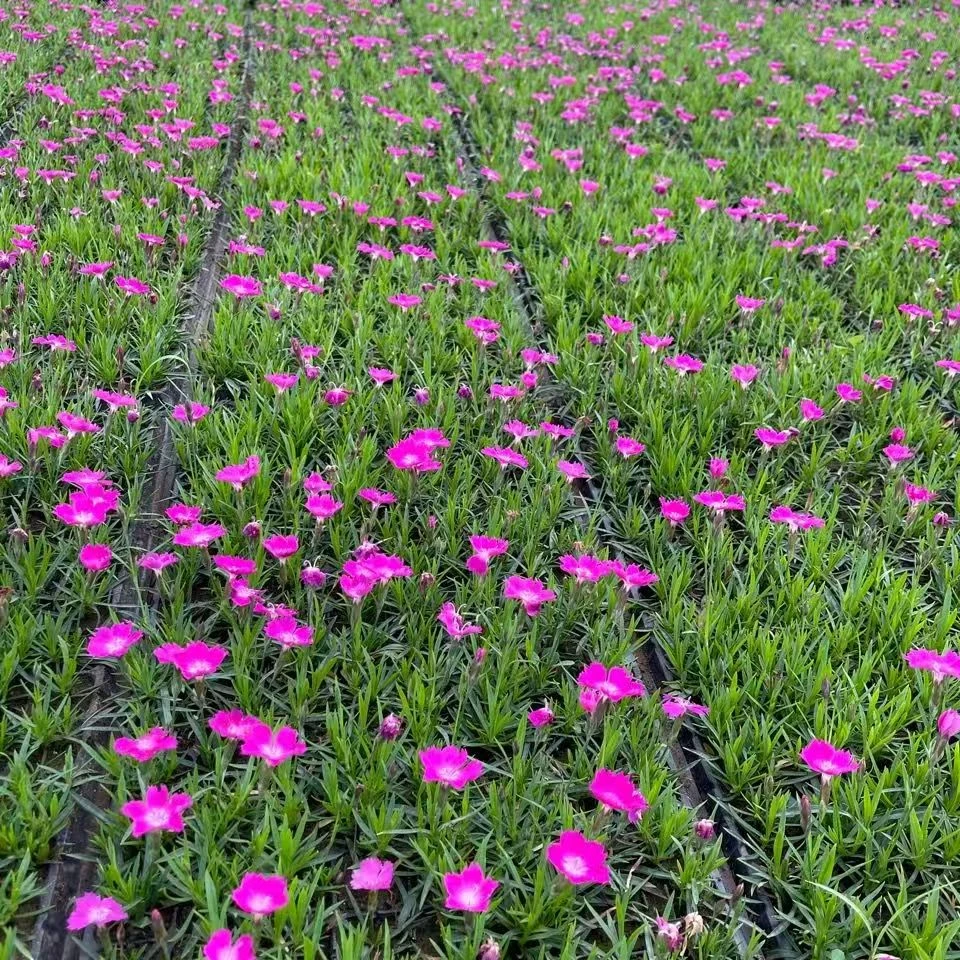 欧石竹穴盘苗好养成活高花期长耐寒耐热花卉绿植庭院耐寒室外植物