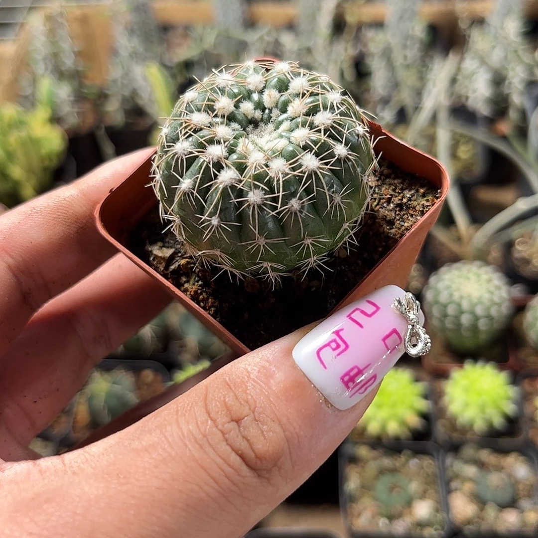 炫美玉单头发货有根发货