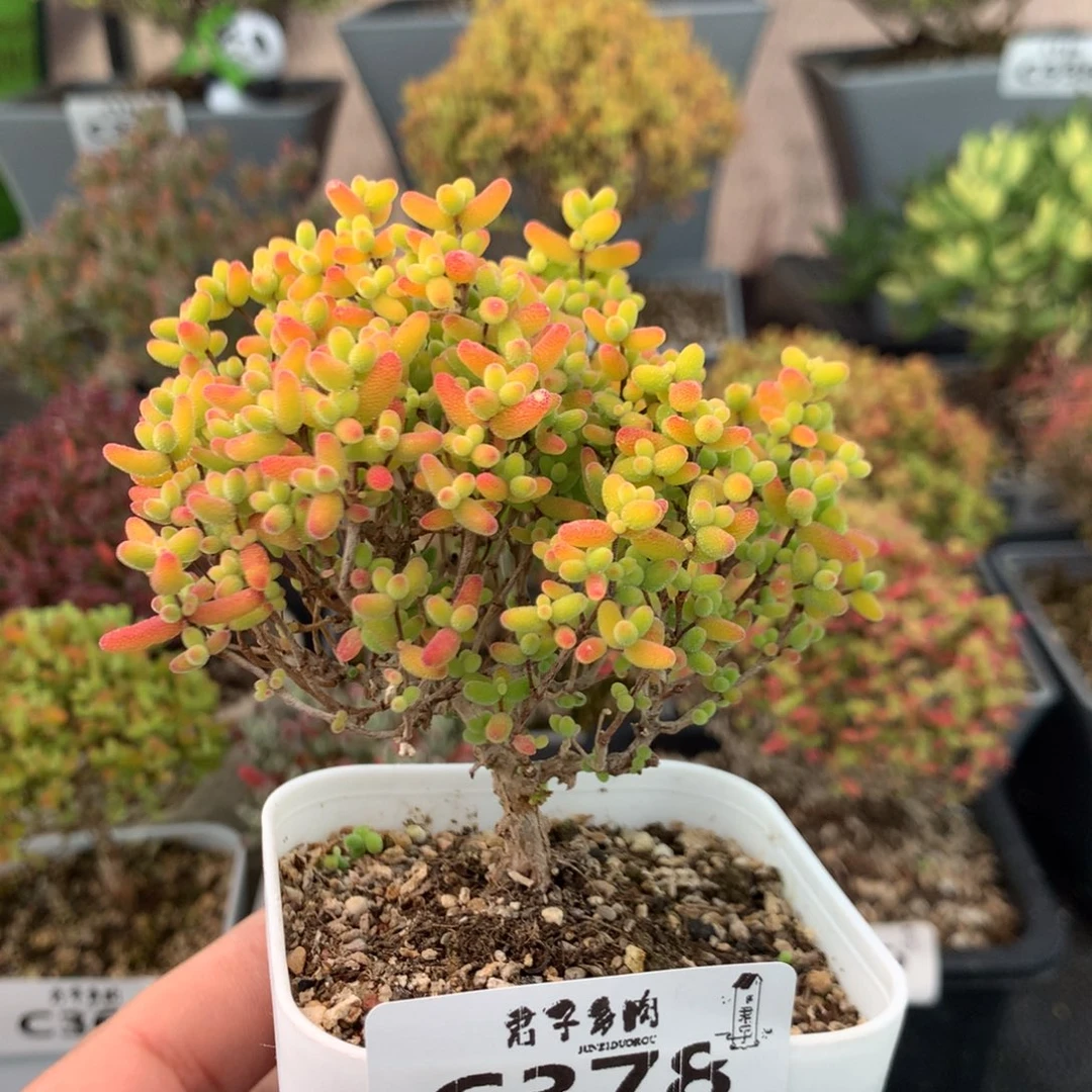 378蜜橘糖球