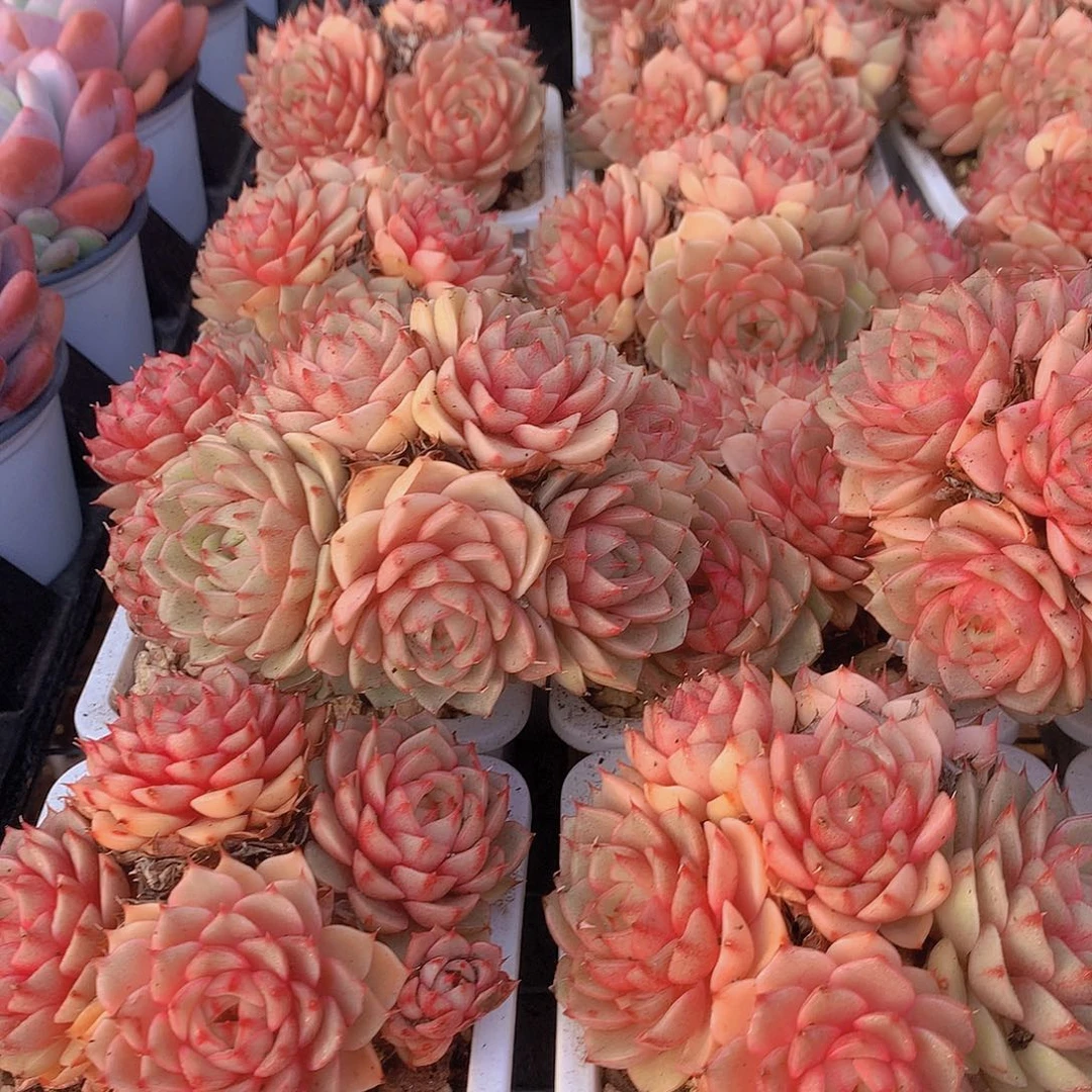 黄金苯巴蒂斯34567889990